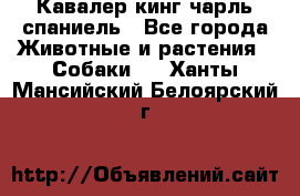 Кавалер кинг чарль спаниель - Все города Животные и растения » Собаки   . Ханты-Мансийский,Белоярский г.